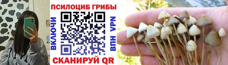 сколько стоит  Пойковский  Галлюциногенные грибы Psilocybe 